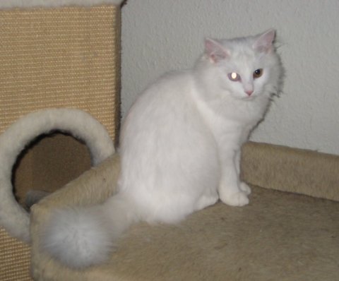 Meldgaards Darya Darinja Meldgaards Darya Darinja