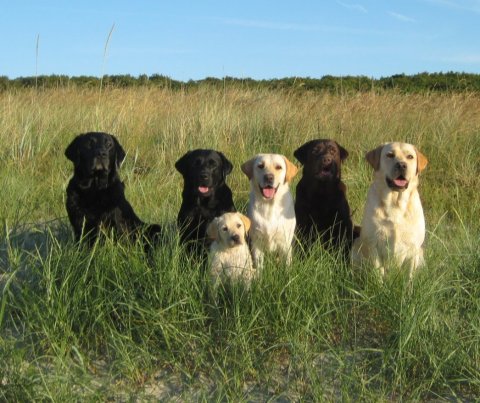 Kennel Dream Of Labradors'