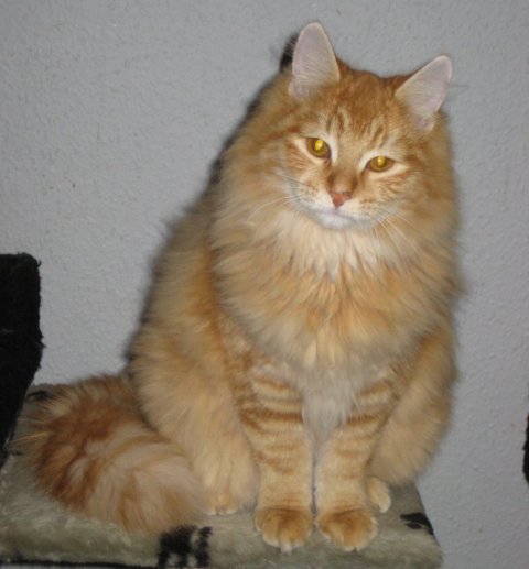 Meldgaards Quinny