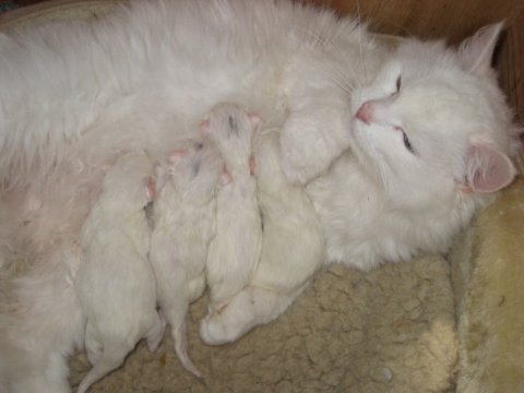 Sneschinka med sine 4 hvide killinger